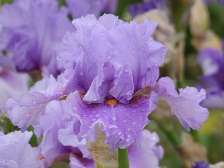 I Saw the Light – Schreiner's Gardens