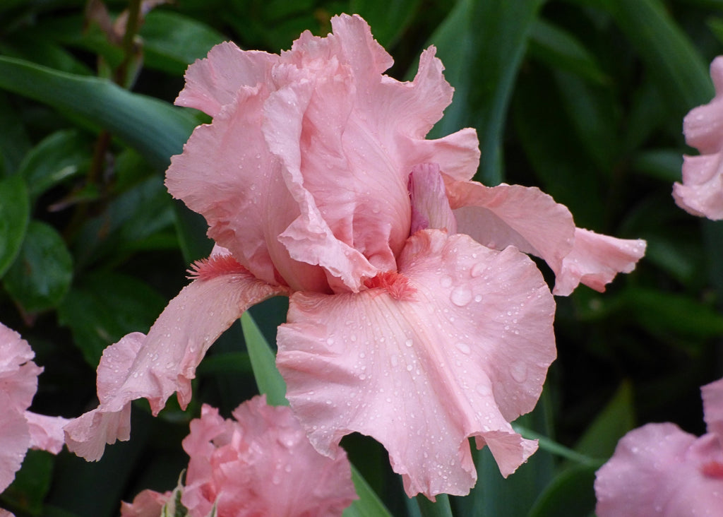 I_Pink_I_Can_1024x1024.jpg?v=