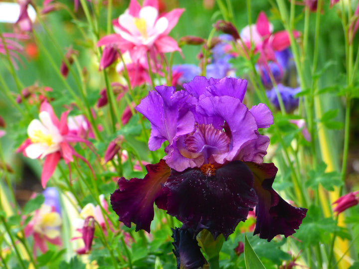 I'm Back | Tall Bearded Iris – Schreiner's Gardens