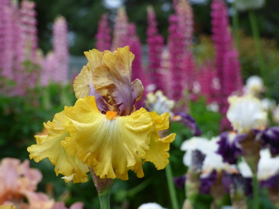 Idle Rich | Tall Bearded Iris – Schreiner's Gardens