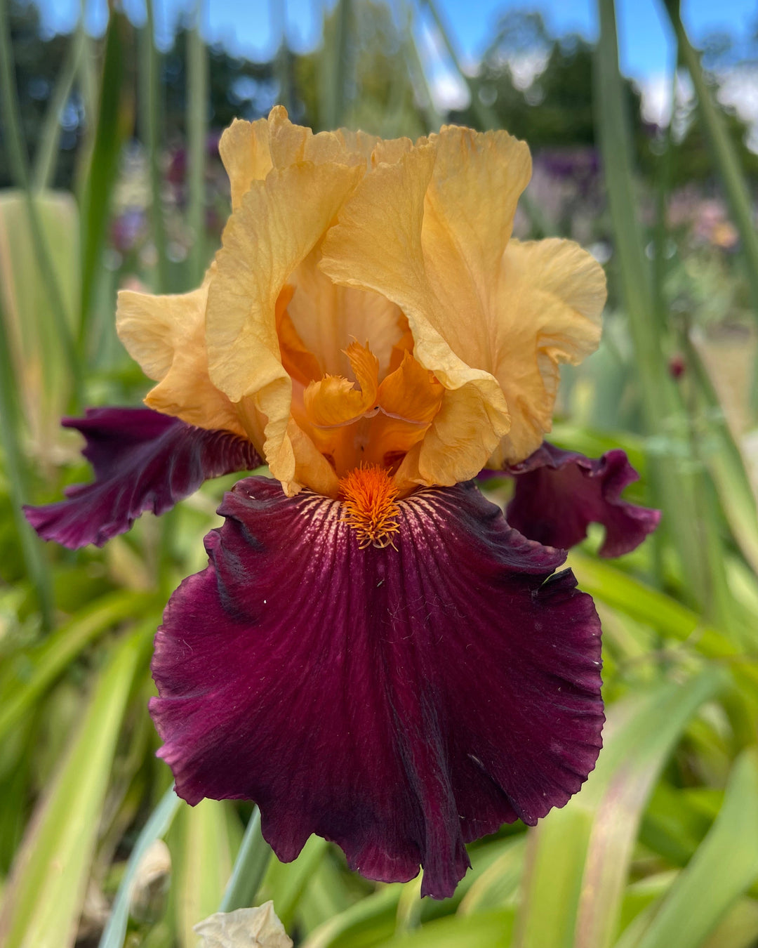Idol | Tall Bearded Iris – Schreiner's Gardens