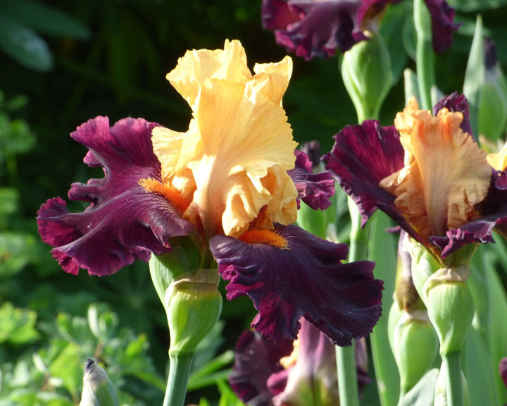 Idol | Tall Bearded Iris – Schreiner's Gardens