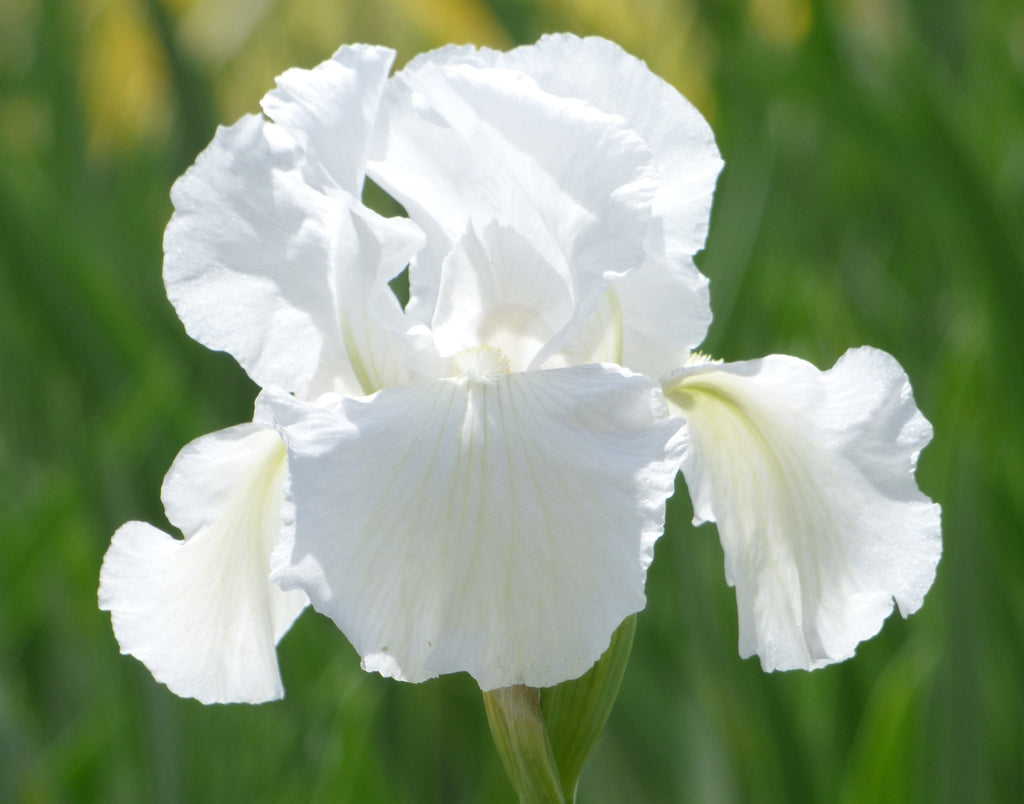 Schreiner's Gardens Immortality