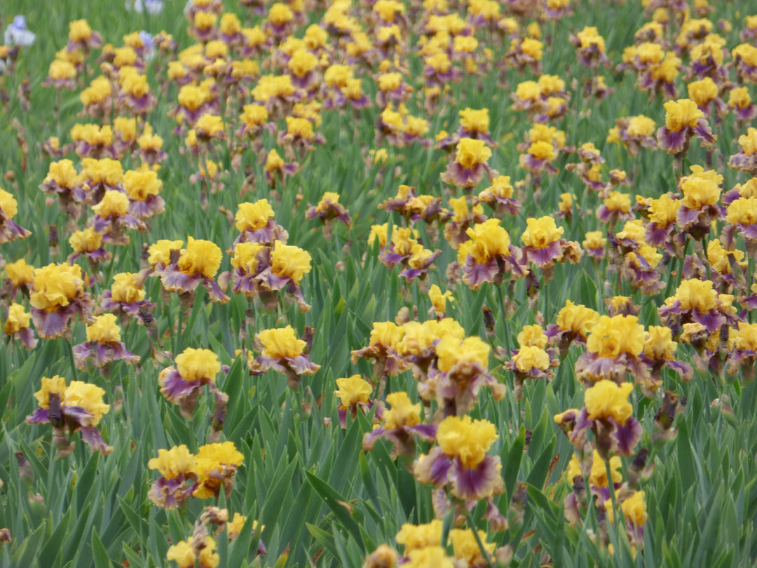 In_Living_Color_135c9125-4d64-