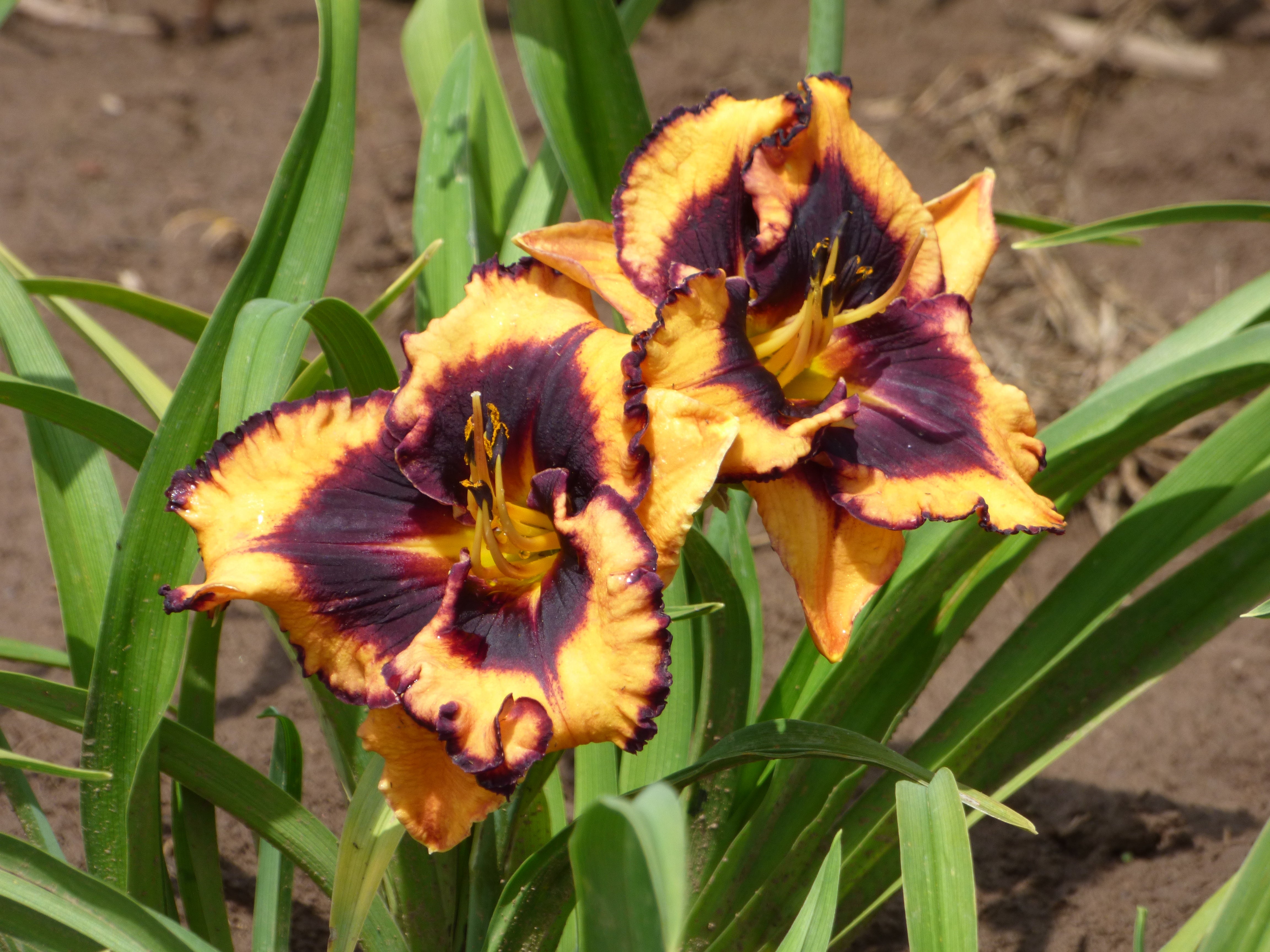 Incandescent | Spring Daylily Catalog – Schreiner's Gardens