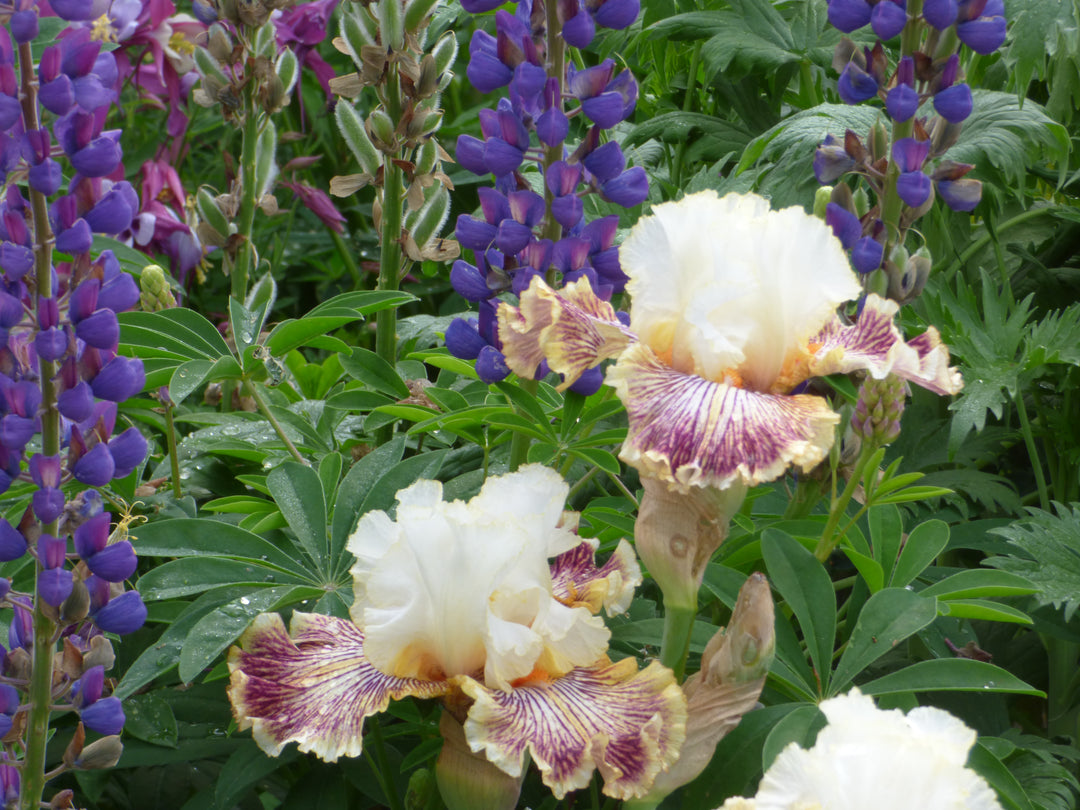 Insaniac | Tall Bearded Iris – Schreiner's Gardens