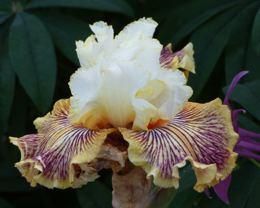 Insaniac | Tall Bearded Iris – Schreiner's Gardens