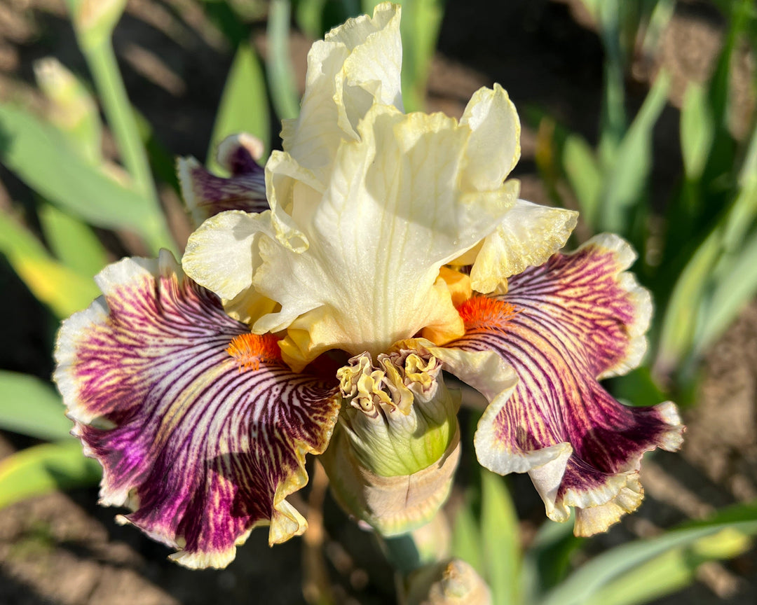 Insaniac | Tall Bearded Iris – Schreiner's Gardens