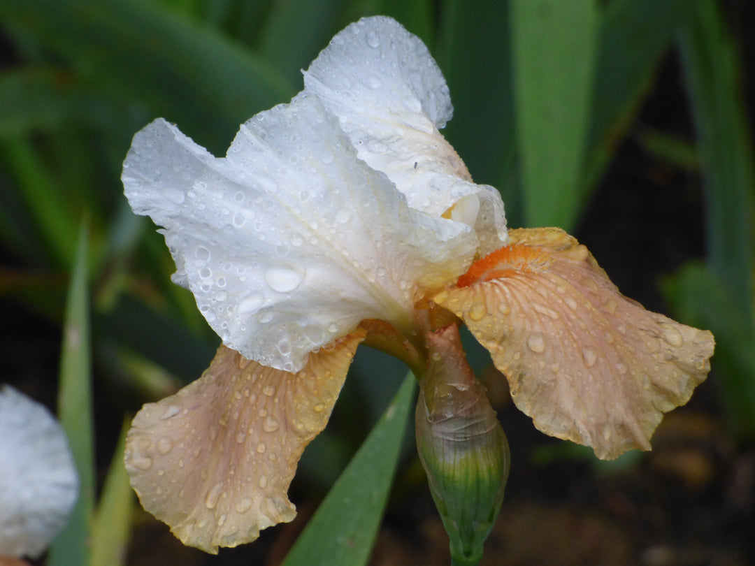 DIA イェビン YEBIN flower 4seasons トレカ 3枚セット Invitation | Tall Bearded Iris – Schreiner's Gardens