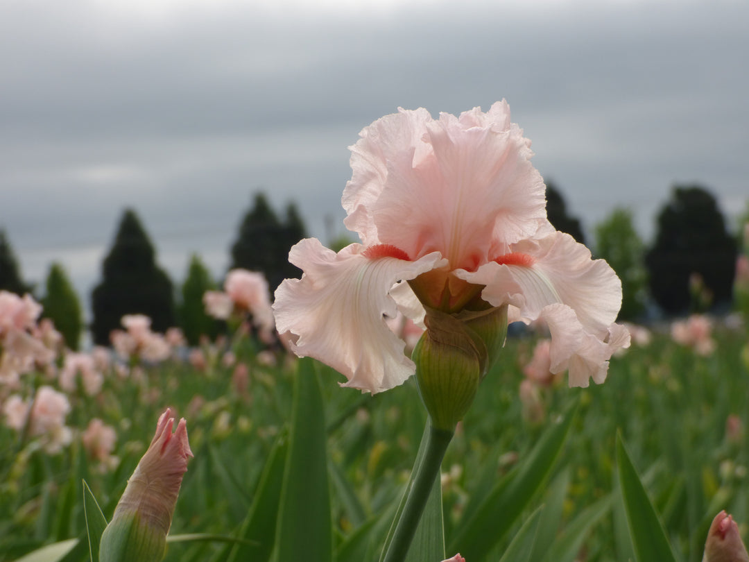Irish Beauty - Bonus | Tall Bearded Iris – Schreiner's Gardens