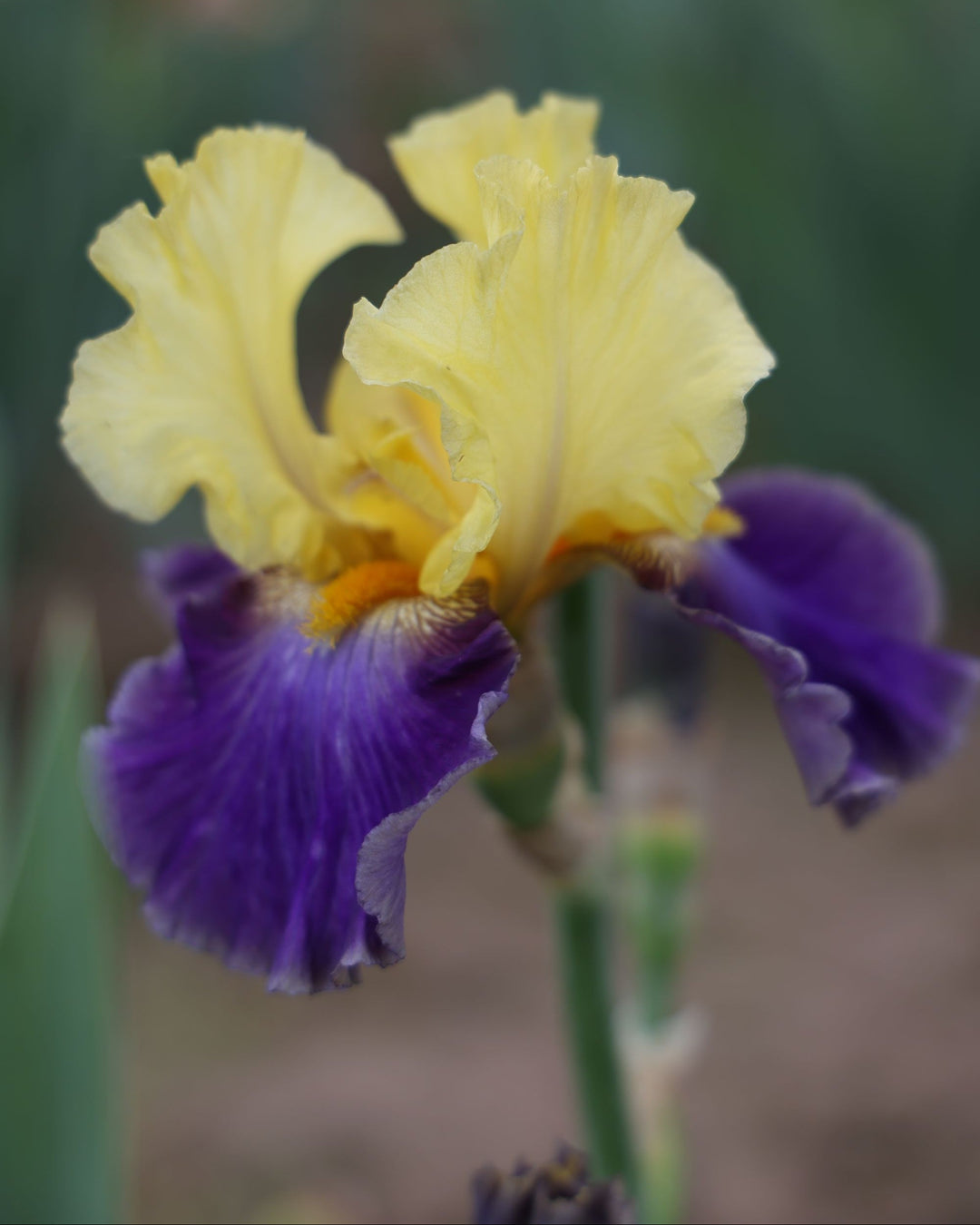Island Hop | Tall Bearded Iris – Schreiner's Gardens