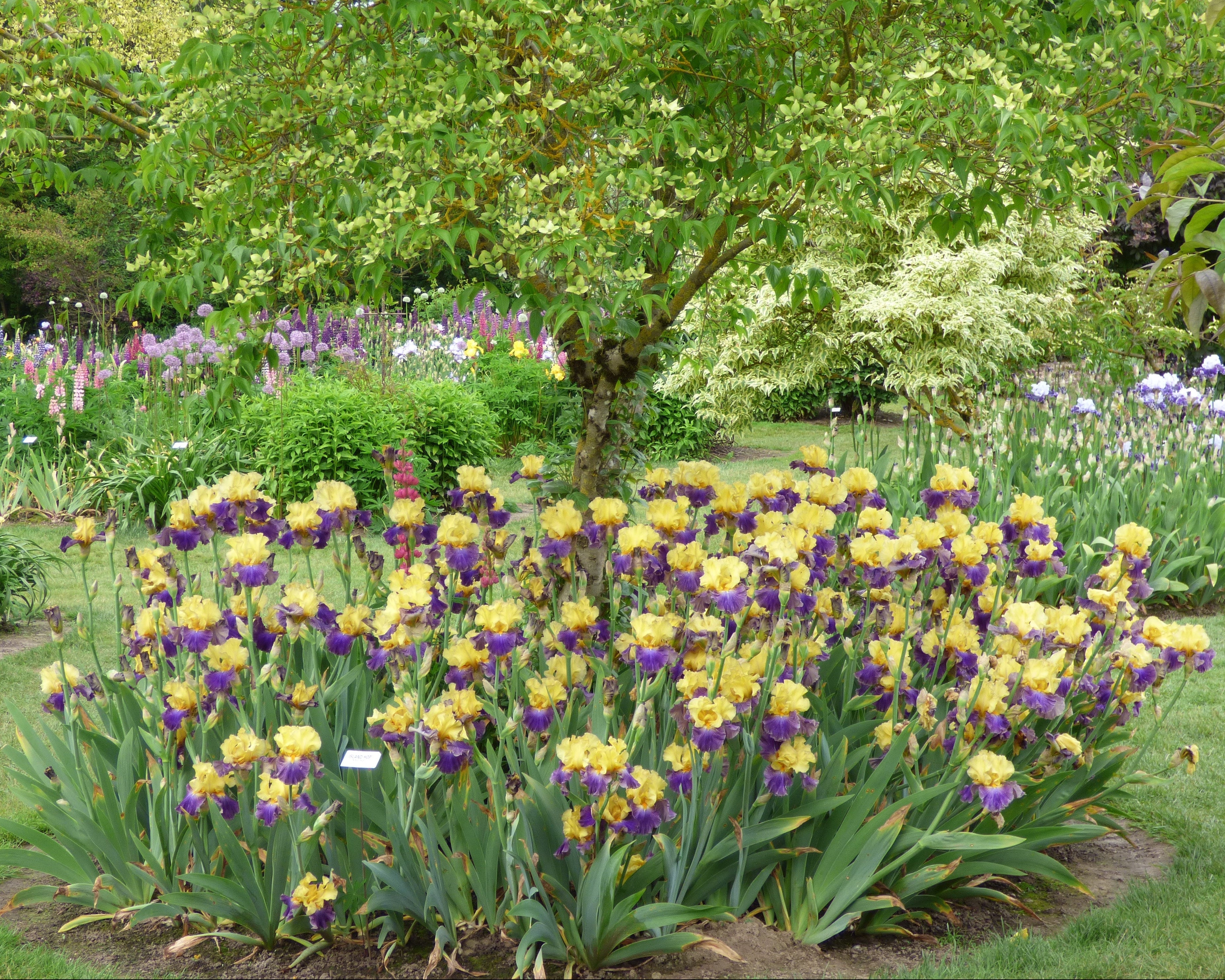 Island Hop | Tall Bearded Iris – Schreiner's Gardens