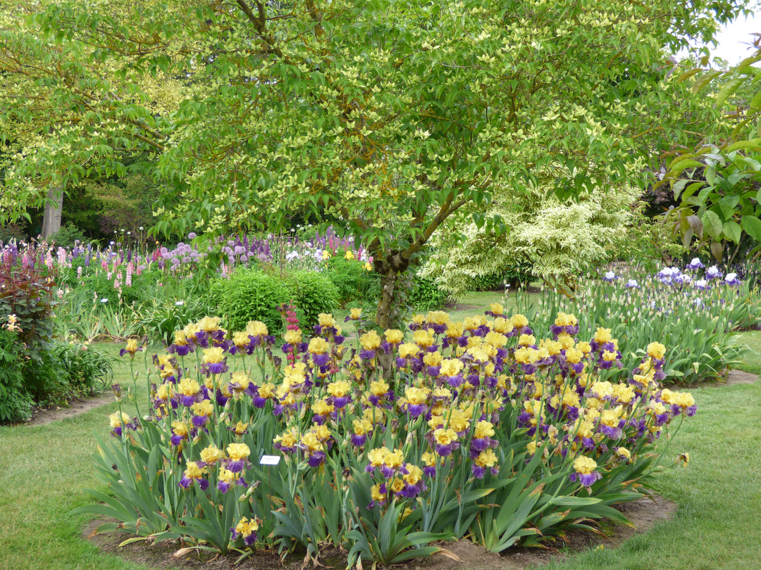 Island Hop | Tall Bearded Iris – Schreiner's Gardens