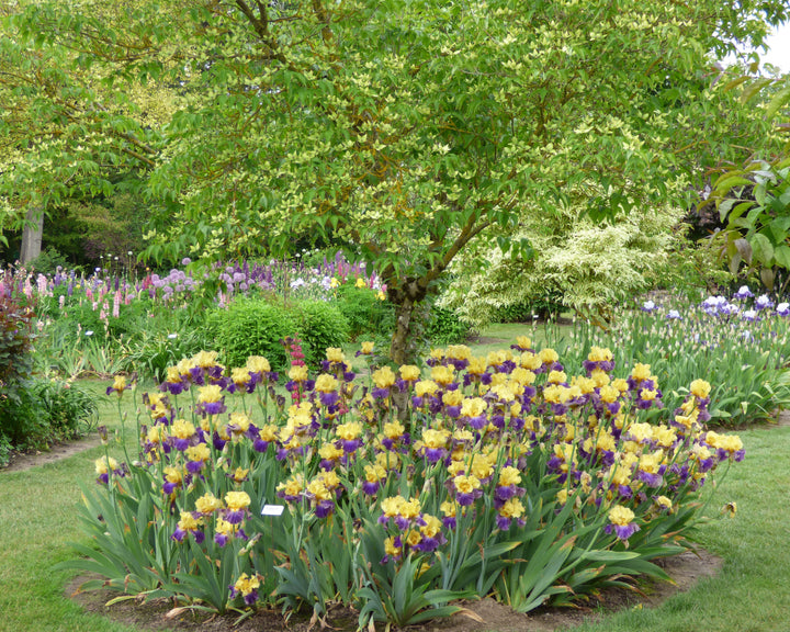 Island Hop | Tall Bearded Iris – Schreiner's Gardens