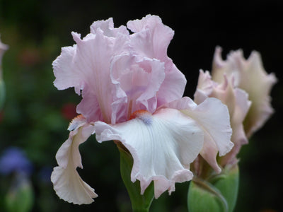 Island Blush