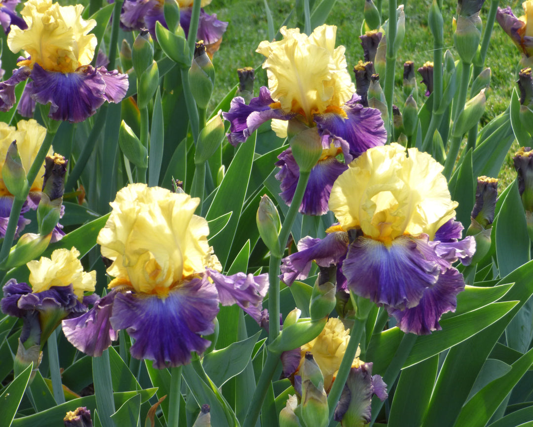 Island Hop | Tall Bearded Iris – Schreiner's Gardens