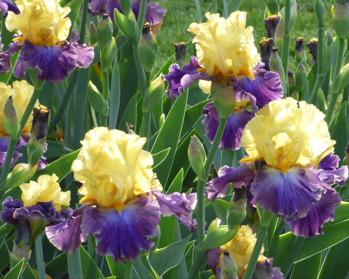 Island Hop | Tall Bearded Iris – Schreiner's Gardens