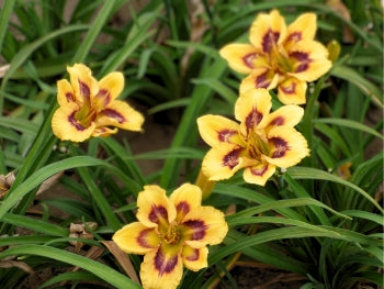 Isotope|Maryott Daylilies – Schreiner's Gardens