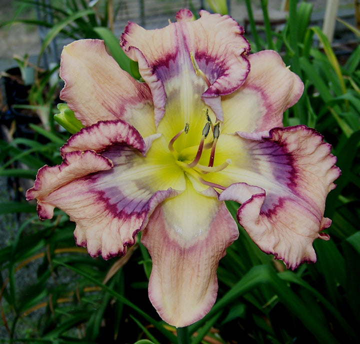 Outer Space | Spring Daylily Catalog – Schreiner's Gardens