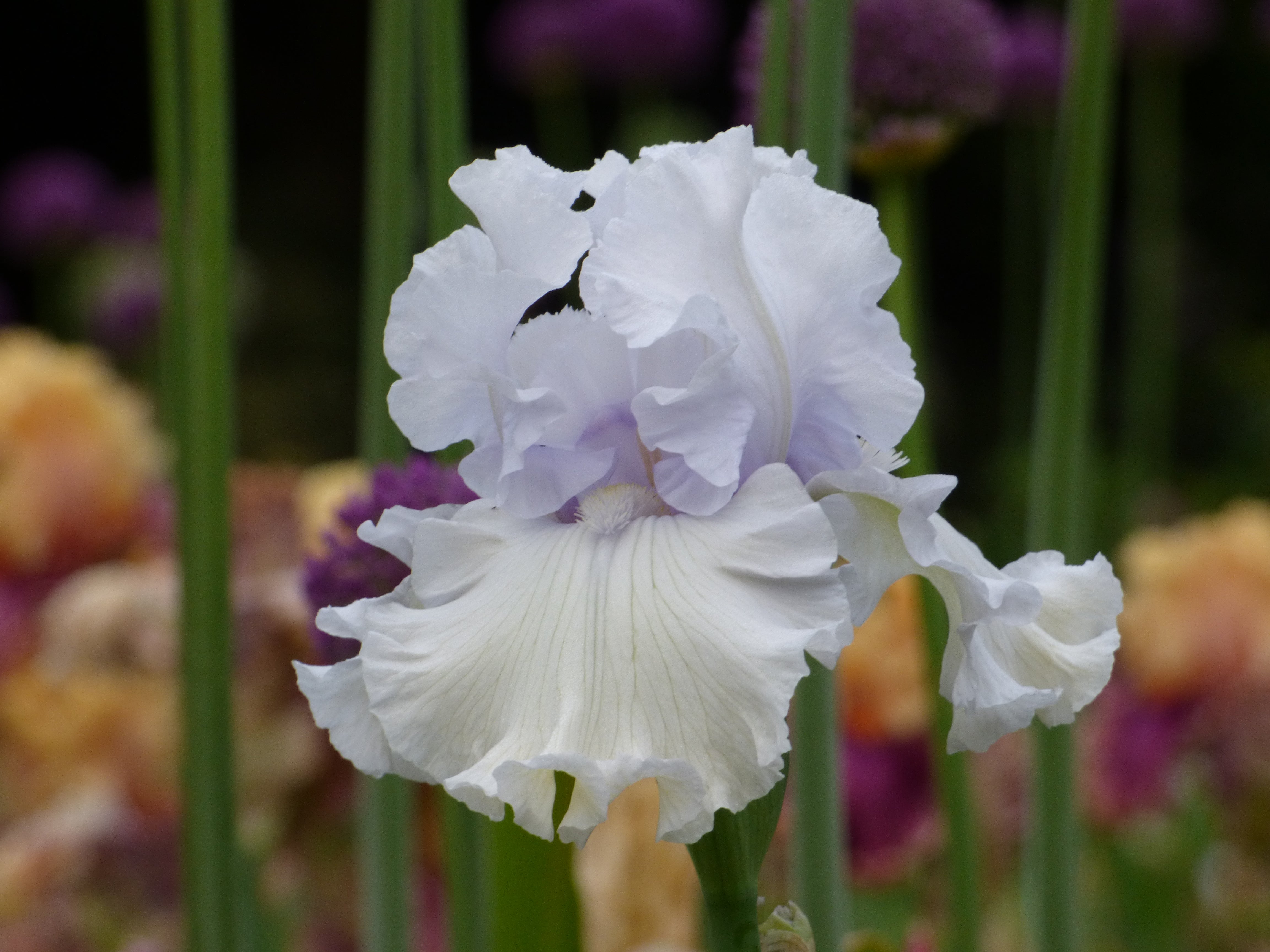 Jimmy G – Schreiner's Gardens