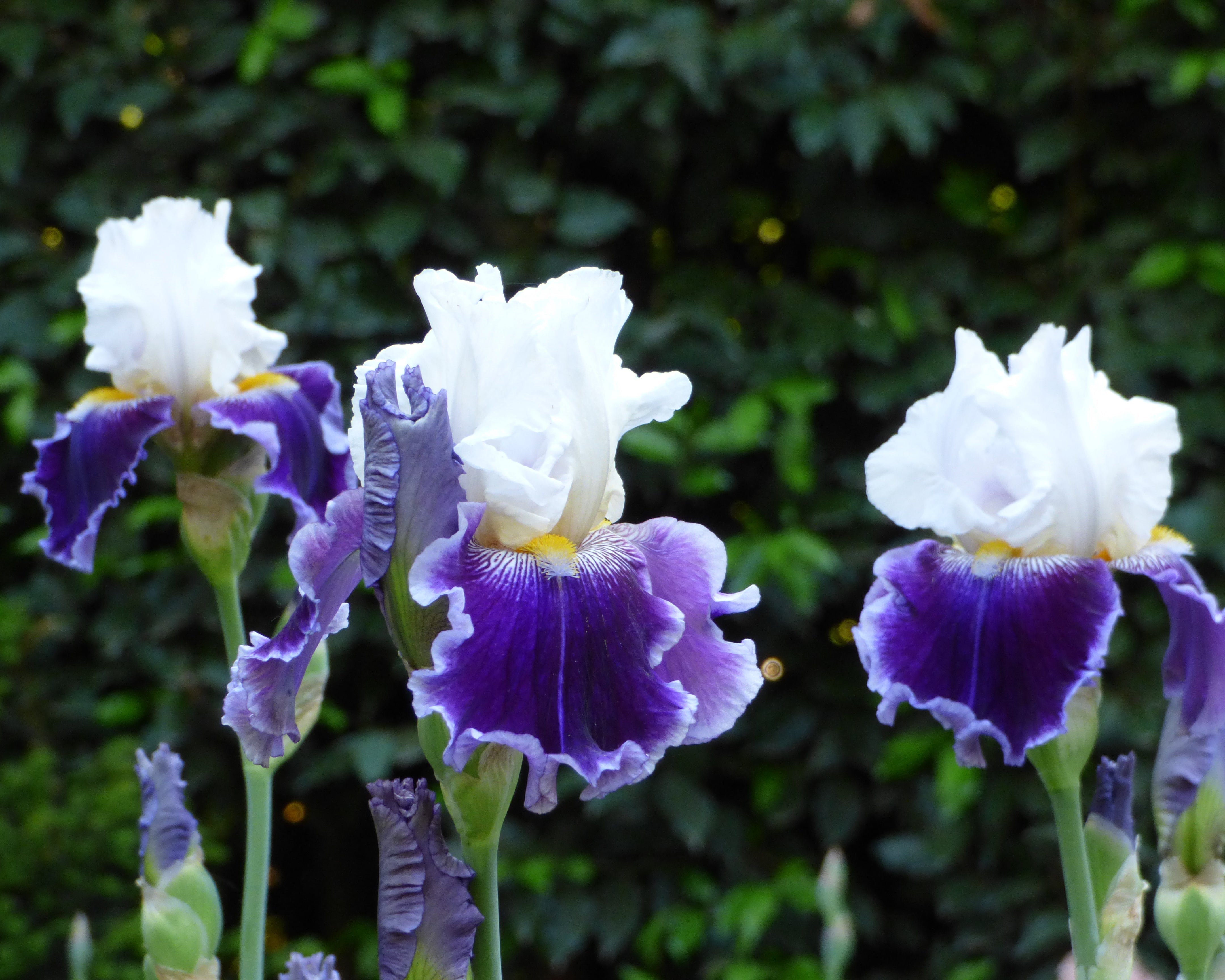 Just The Ticket | Tall Bearded Iris – Schreiner's Gardens