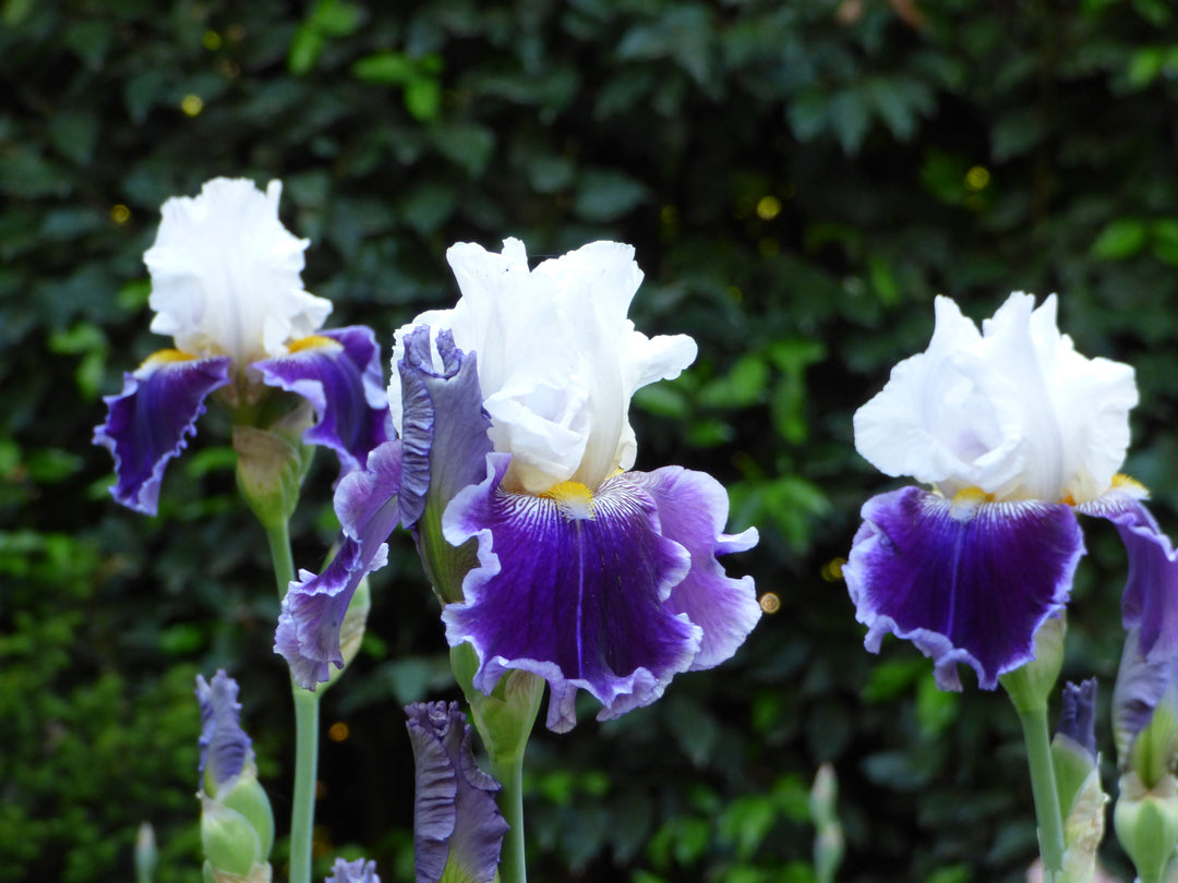 Just The Ticket | Tall Bearded Iris – Schreiner's Gardens