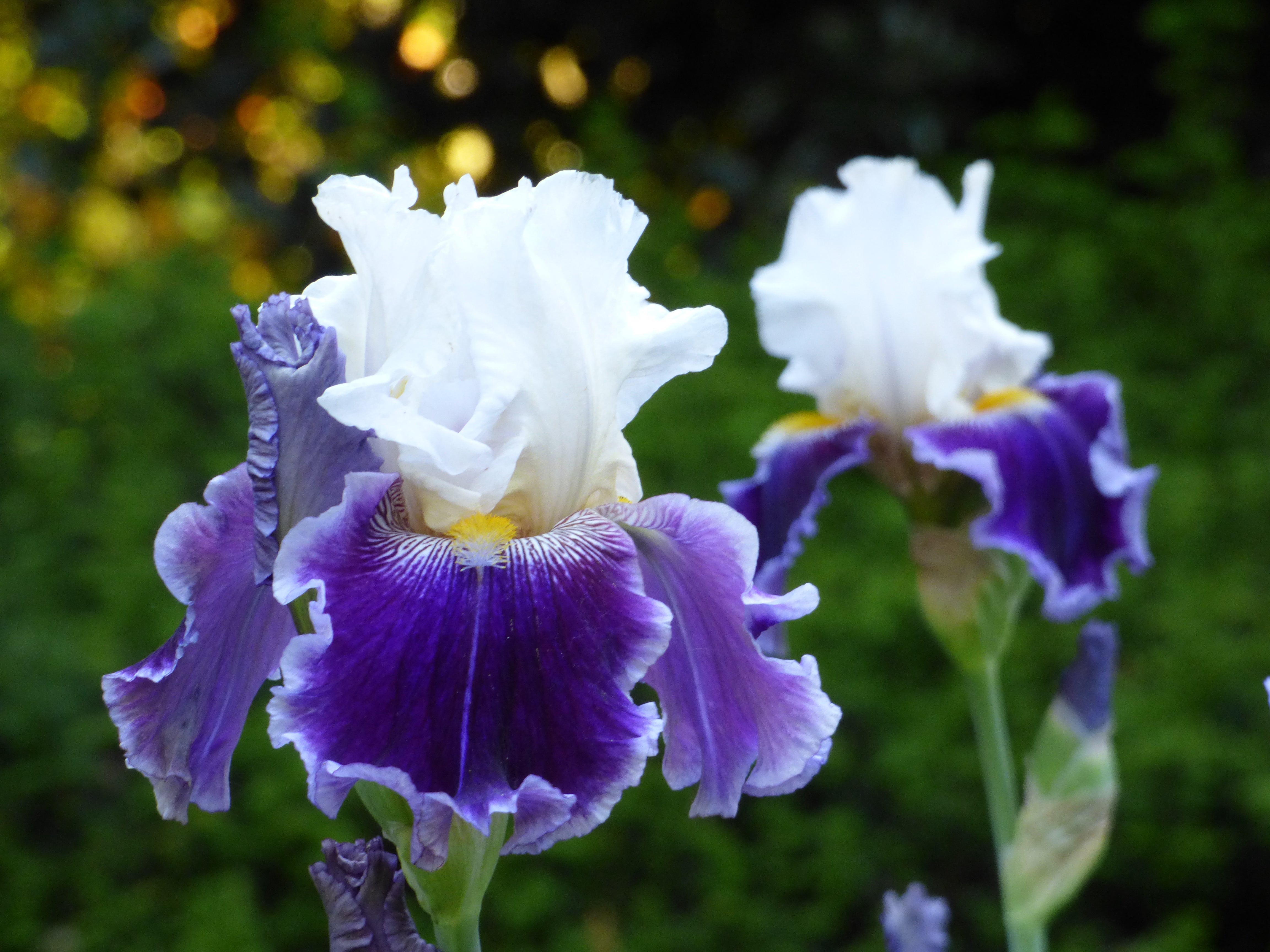 Just The Ticket | Tall Bearded Iris – Schreiner's Gardens