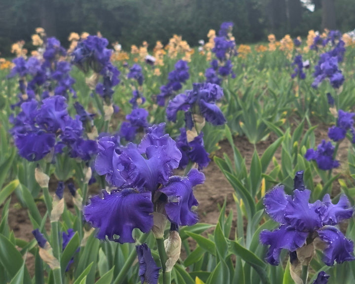 Java Bleue | Tall Bearded Iris – Schreiner's Gardens