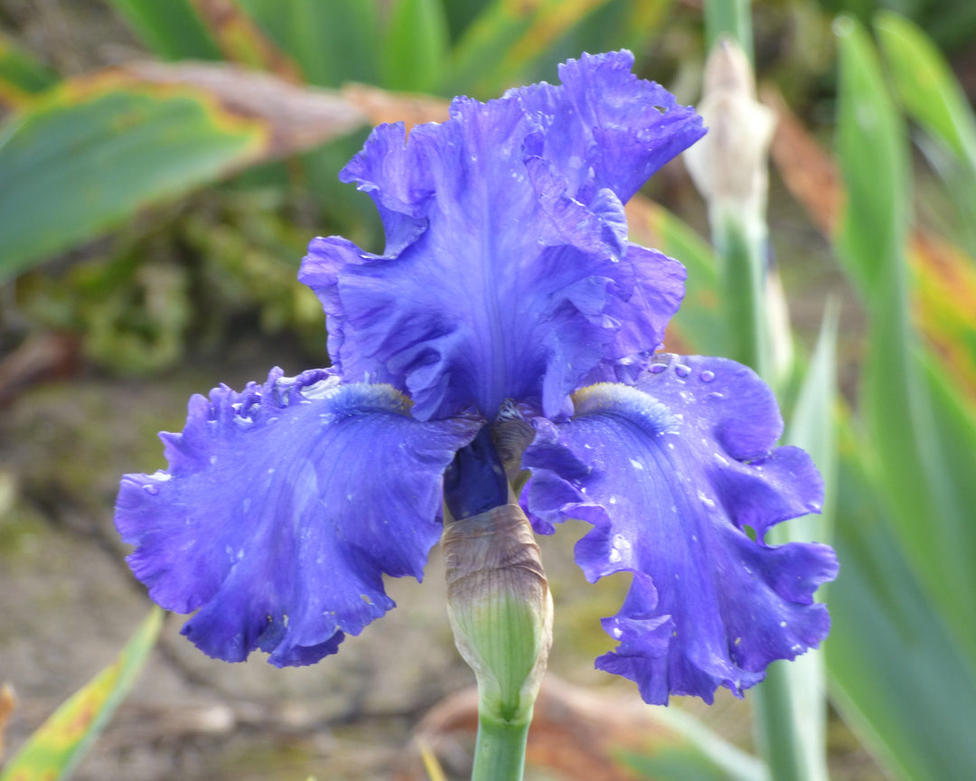Java Bleue | Tall Bearded Iris – Schreiner's Gardens