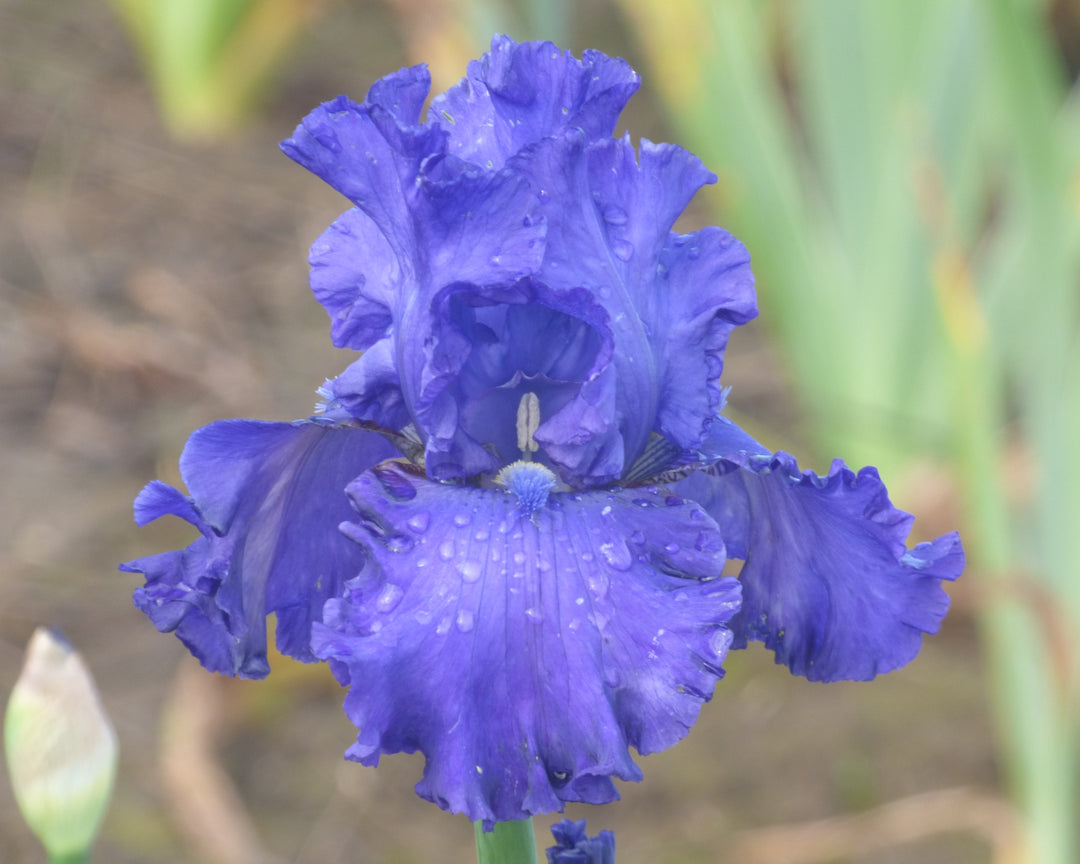 Java Bleue | Tall Bearded Iris – Schreiner's Gardens