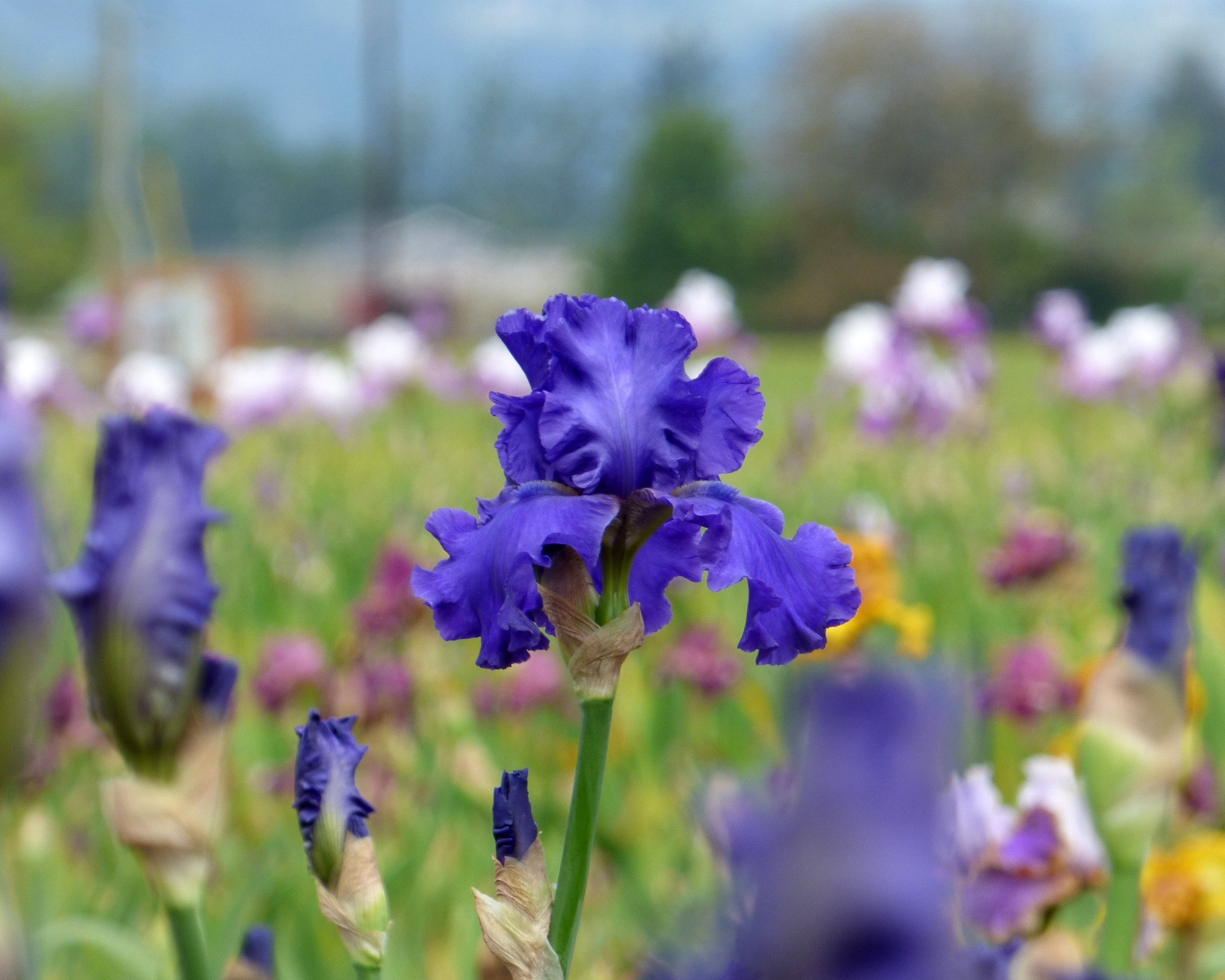 Java Bleue | Tall Bearded Iris – Schreiner's Gardens