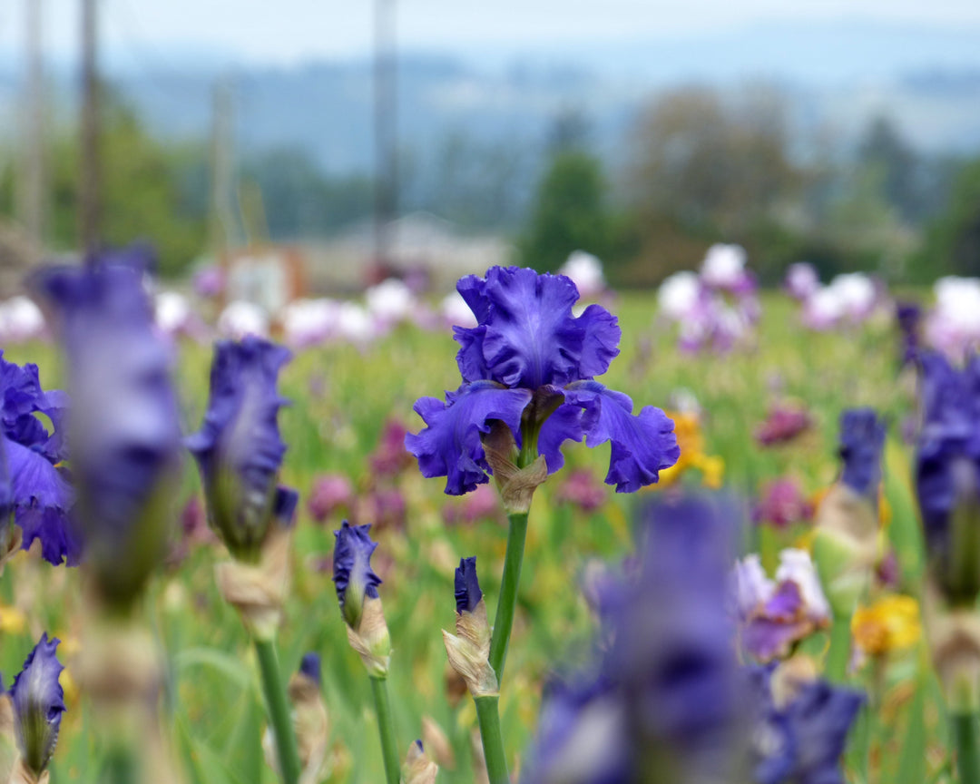Java Bleue | Tall Bearded Iris – Schreiner's Gardens