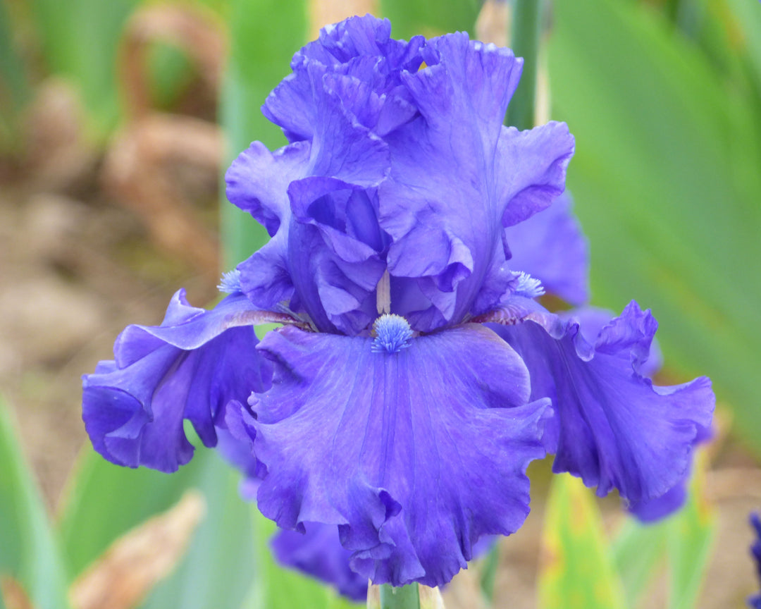 Java Bleue | Tall Bearded Iris – Schreiner's Gardens