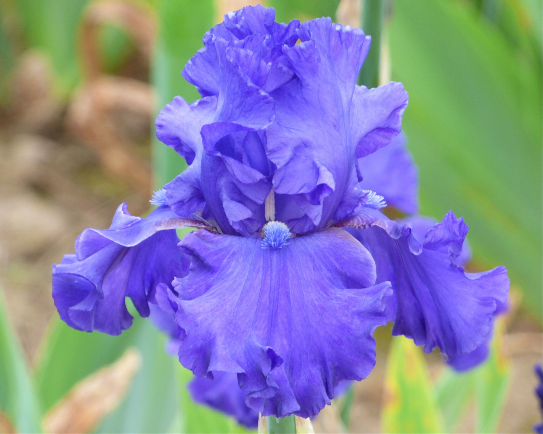 Java Bleue Feraud Java Bleue | Tall Bearded Iris – Schreiner's Gardens