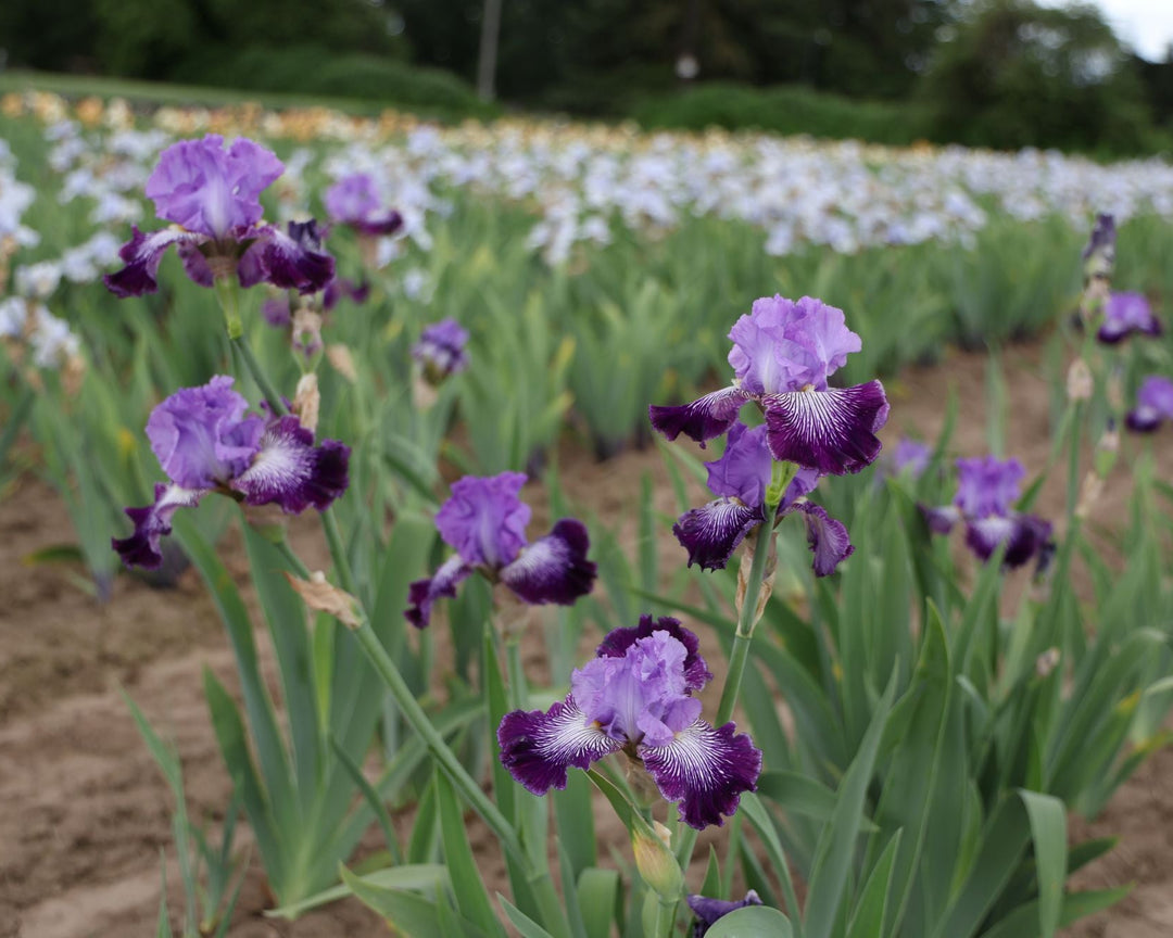 Jawbone Flats | Tall Bearded Iris – Schreiner's Gardens