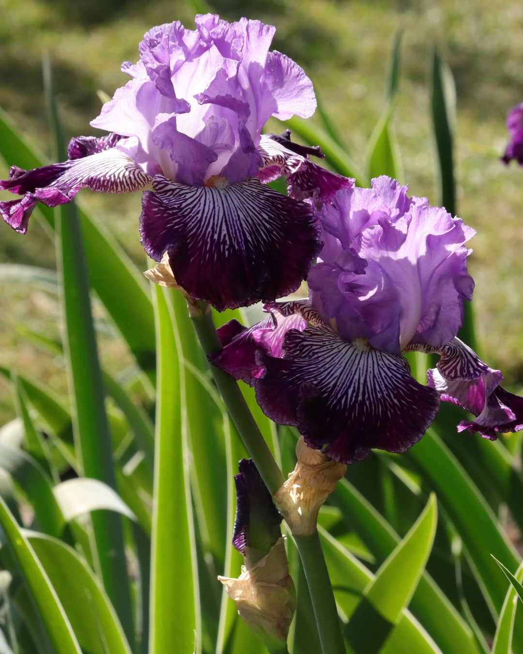 Jawbone Flats | Tall Bearded Iris – Schreiner's Gardens