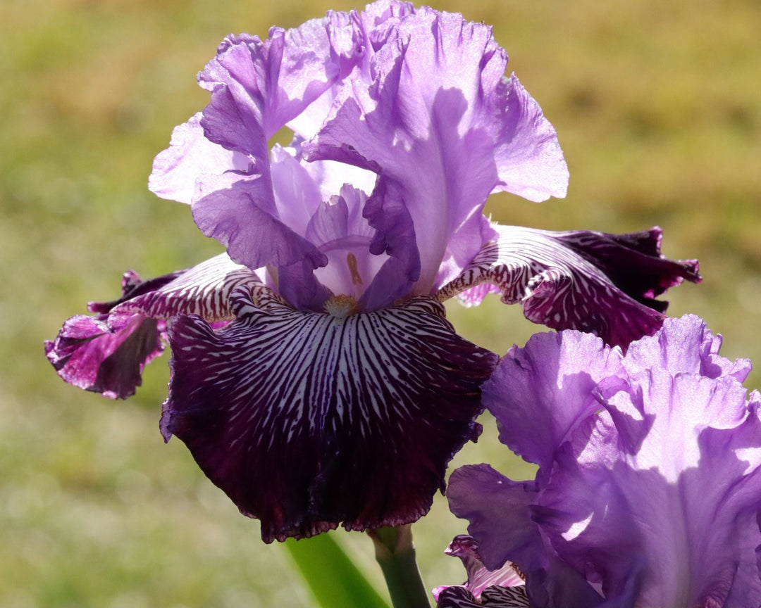 Jawbone Flats | Tall Bearded Iris – Schreiner's Gardens