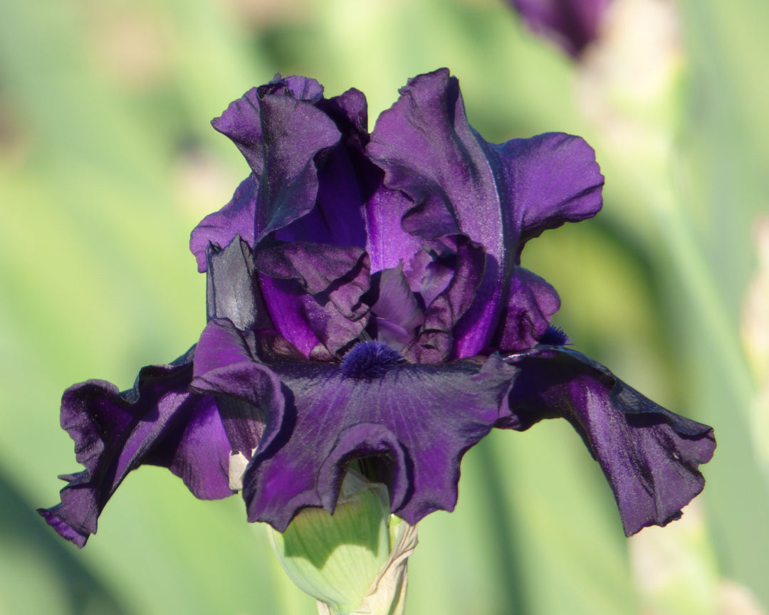 Jimmy's Jam – Schreiner's Gardens