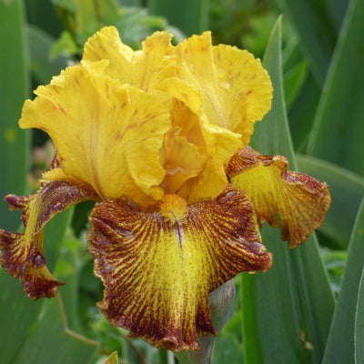 Red Iris Bouqet