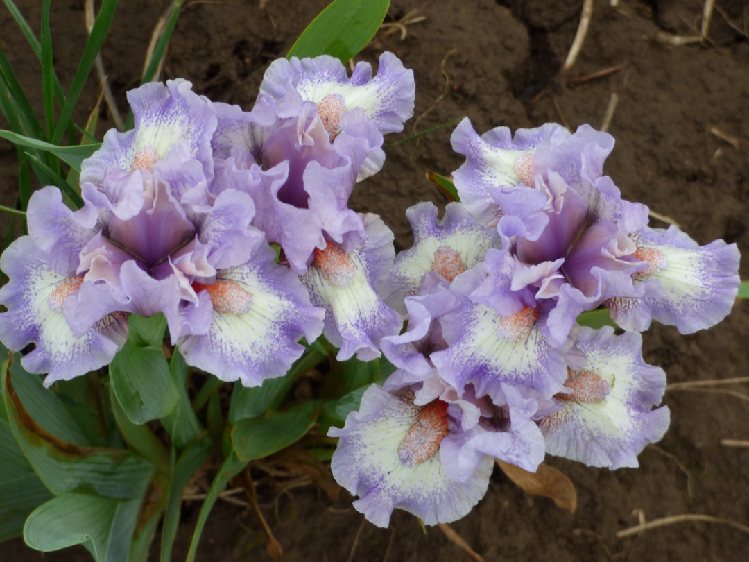Jolly Mon – Schreiner's Gardens