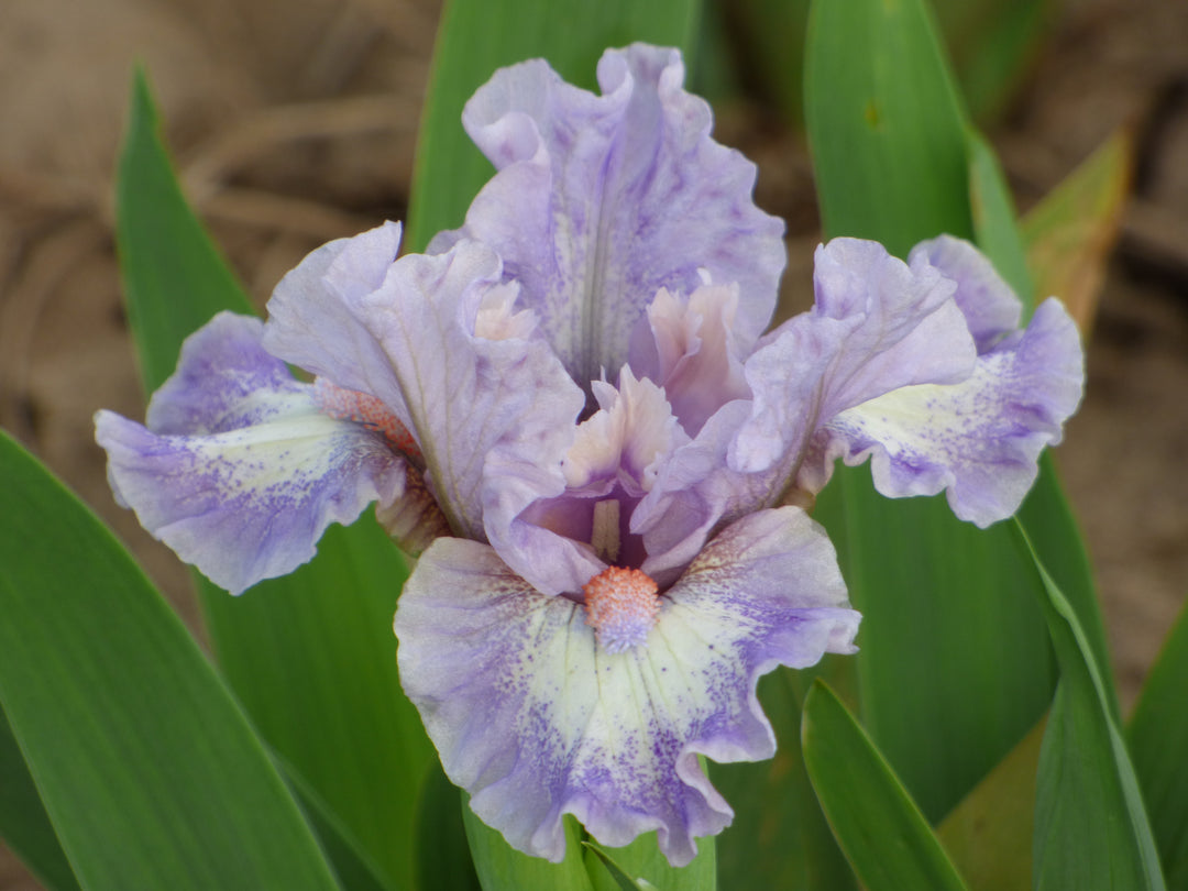Jolly Mon – Schreiner's Gardens