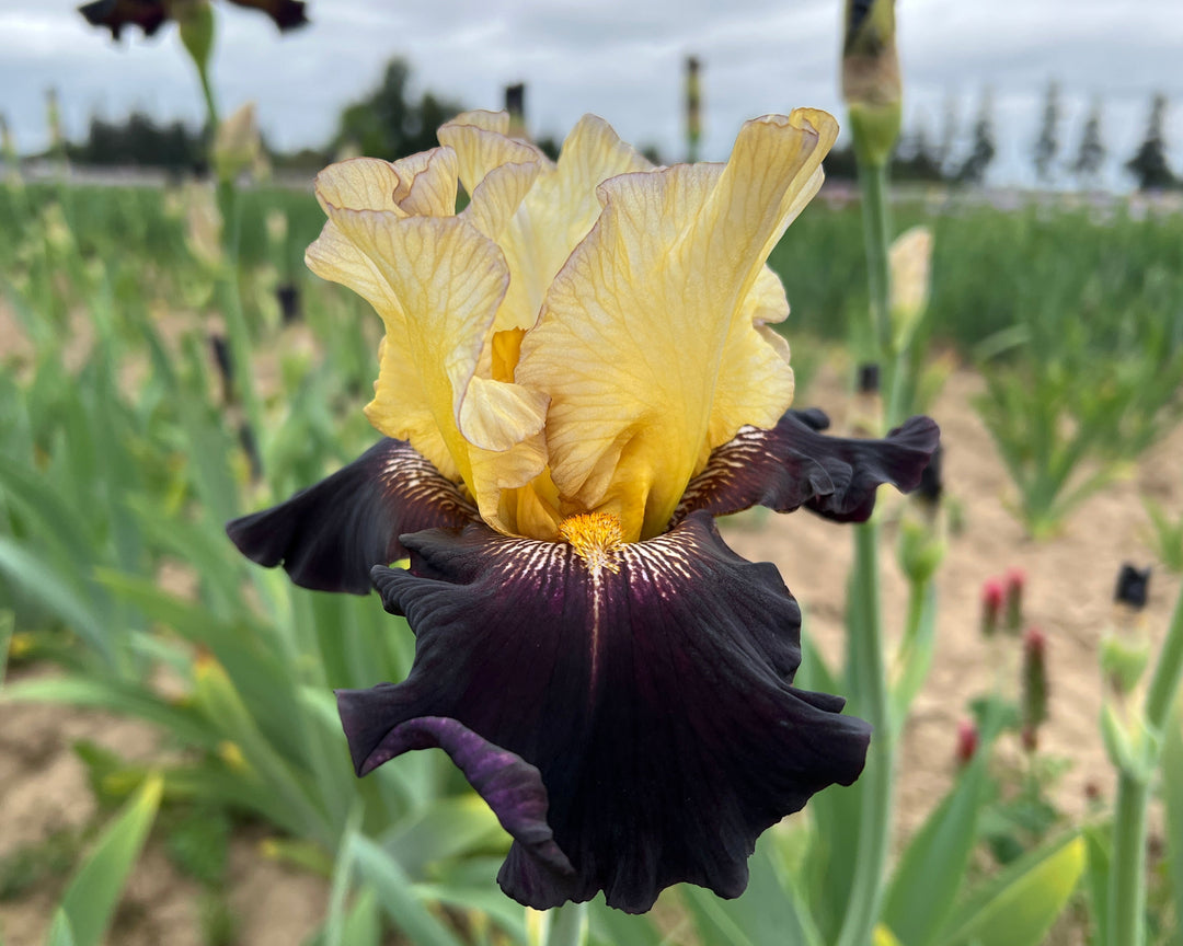Juggernaut | Tall Bearded Iris – Schreiner's Gardens
