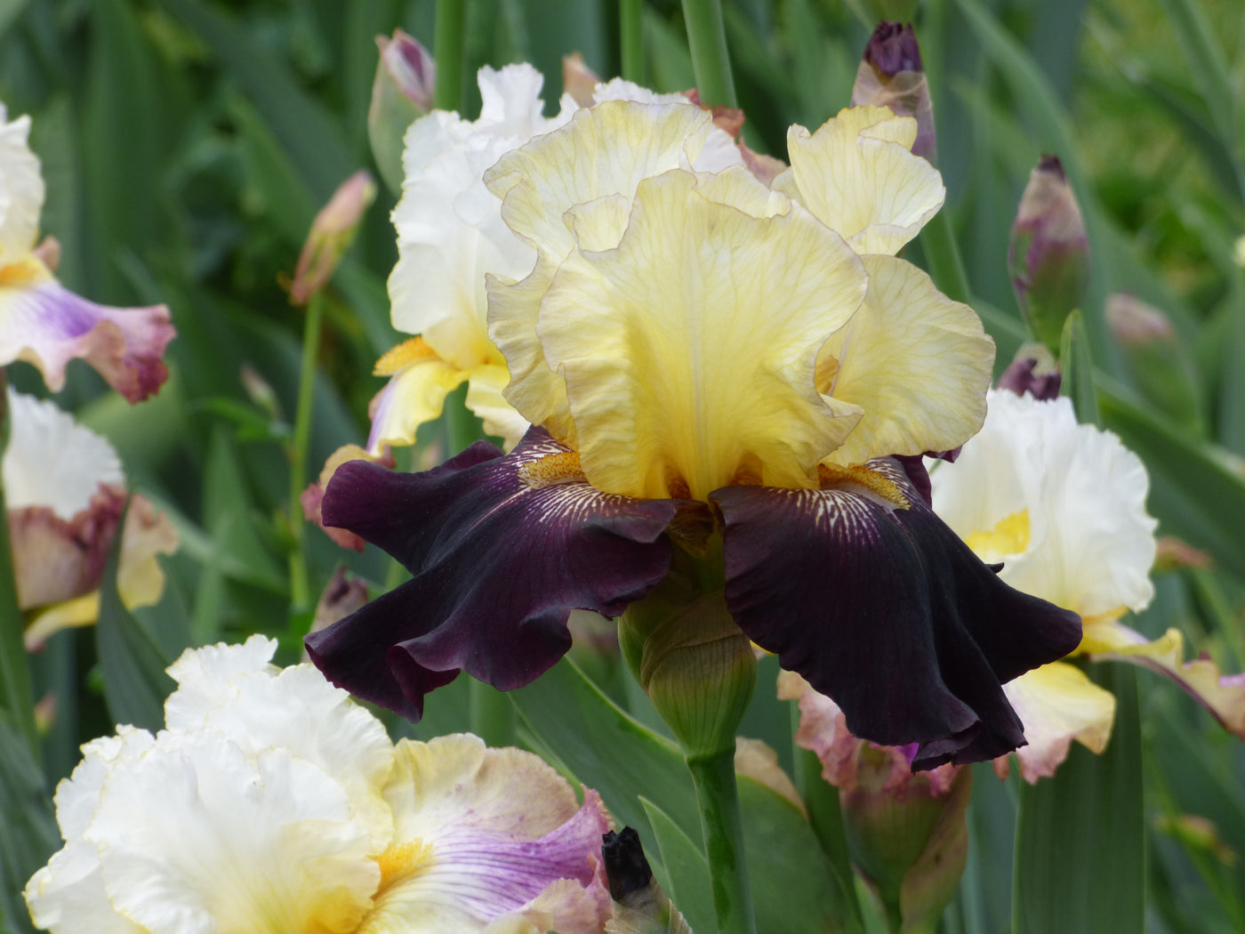Juggernaut | Tall Bearded Iris – Schreiner's Gardens