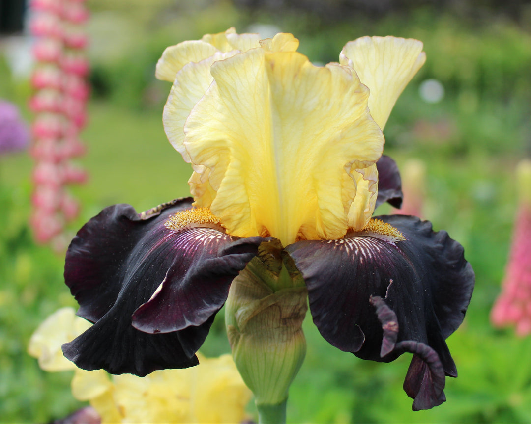 Juggernaut | Tall Bearded Iris – Schreiner's Gardens