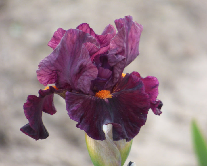 Jump Start | Intermediate Bearded Iris – Schreiner's Gardens