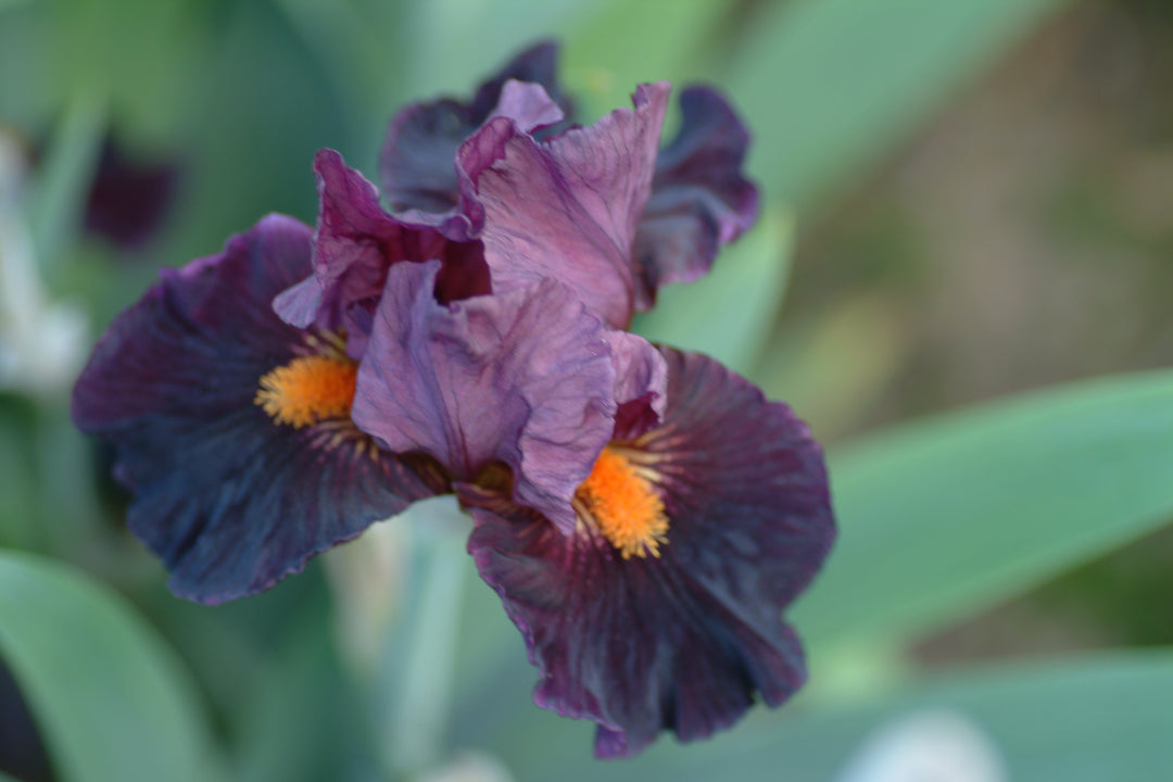 Jump Start | Intermediate Bearded Iris – Schreiner's Gardens