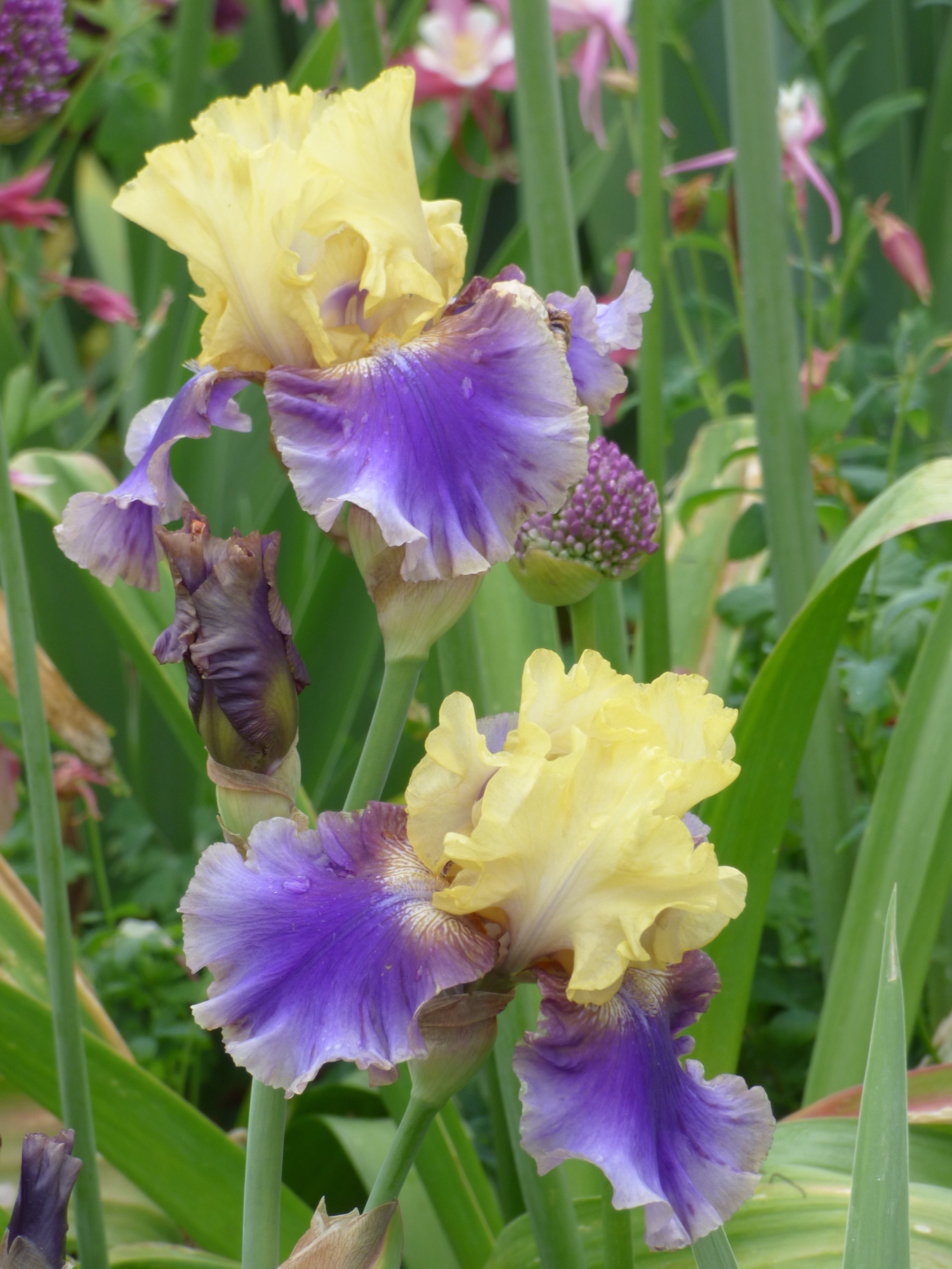 Jurassic Park | Tall Bearded Iris – Schreiner's Gardens