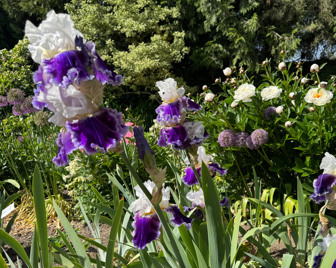 b GALLIUM ガリウム スタートバイス Just The Ticket | Tall Bearded Iris – Schreiner's Gardens