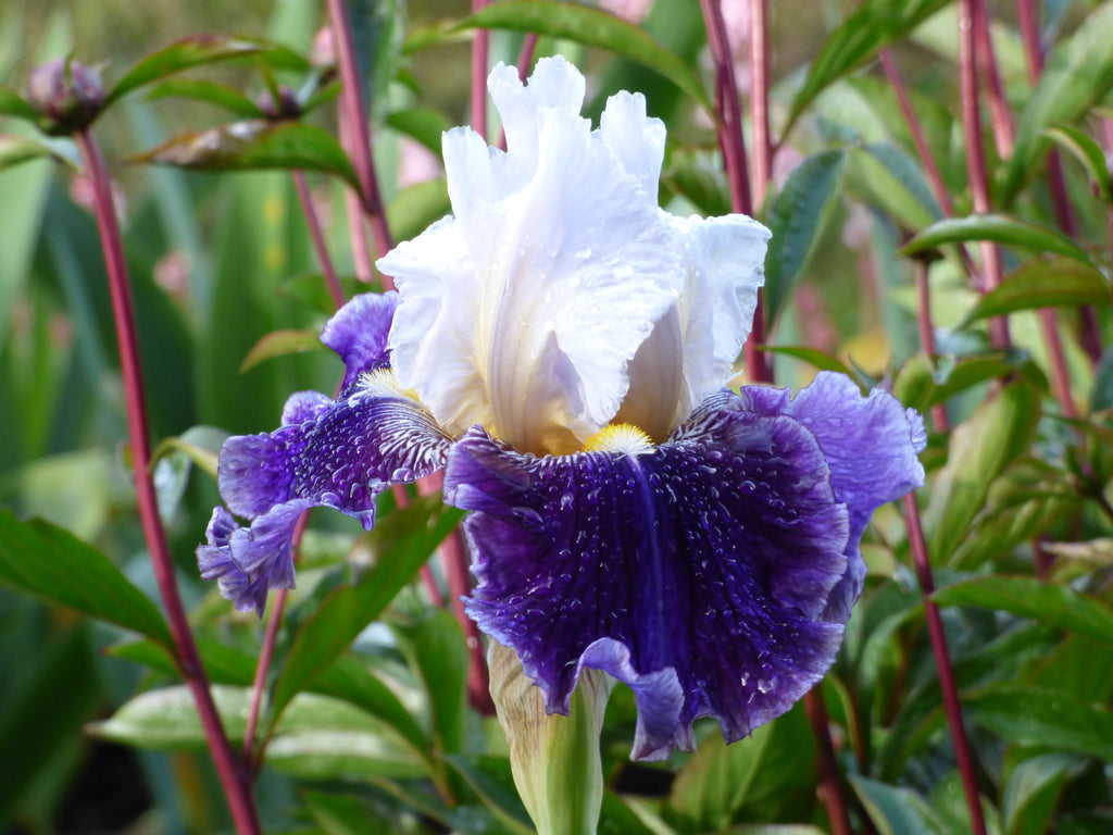 Just The Ticket | Tall Bearded Iris – Schreiner's Gardens