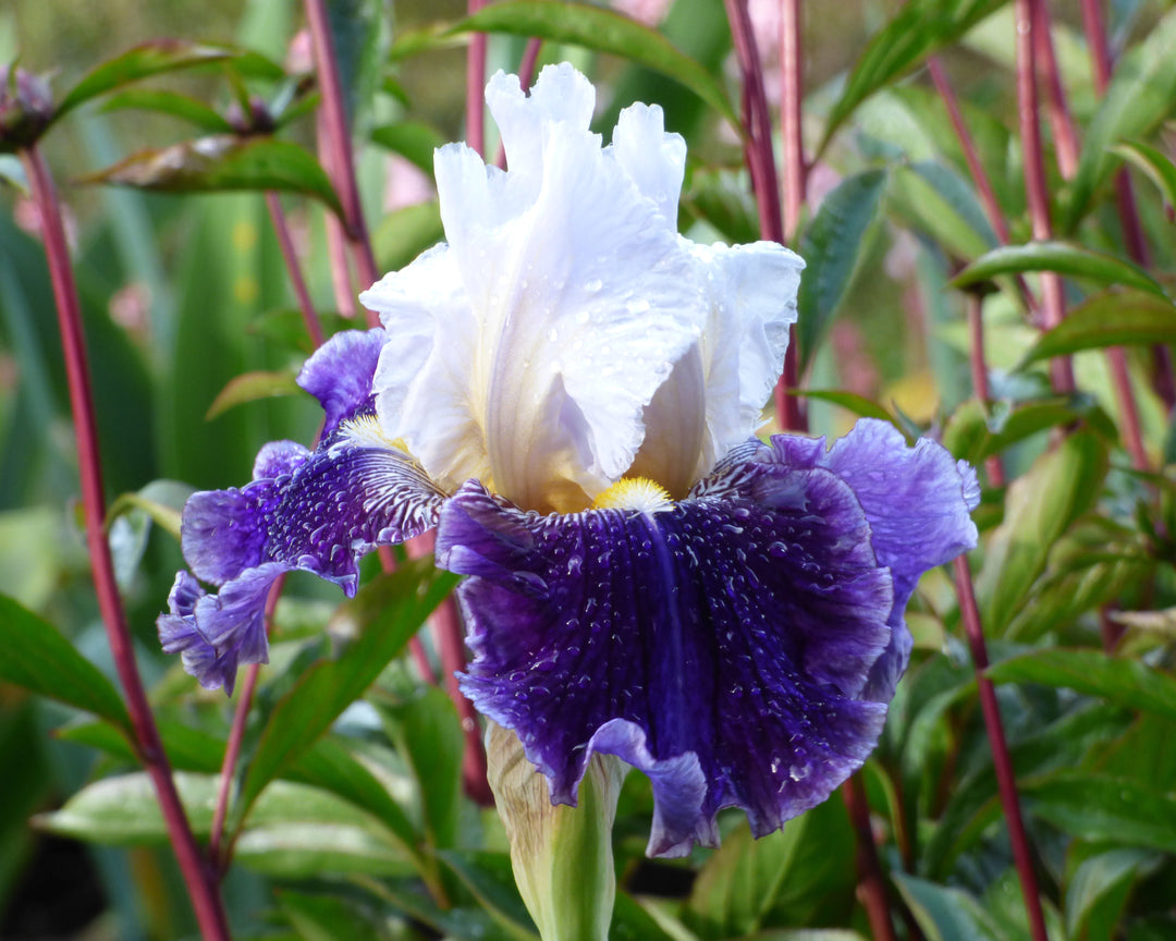 Just The Ticket | Tall Bearded Iris – Schreiner's Gardens